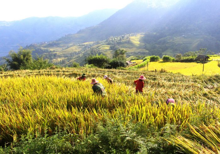 Nhận xét về Tả Sử Choóng - Hoàng Su Phì trong mùa lúa chín vàng 3