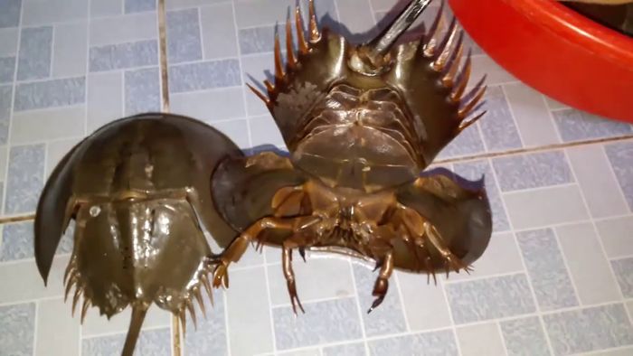 Khám phá Sam biển Hạ Long và thưởng thức những món ngon đặc sản không thể bỏ lỡ