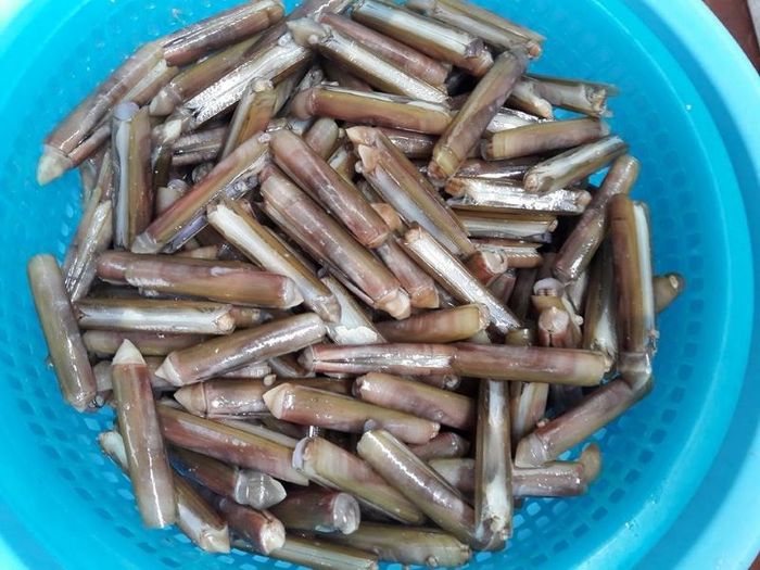 Hương vị thơm ngọt của món ốc móng tay chỉ có tại vùng biển Quảng Ninh