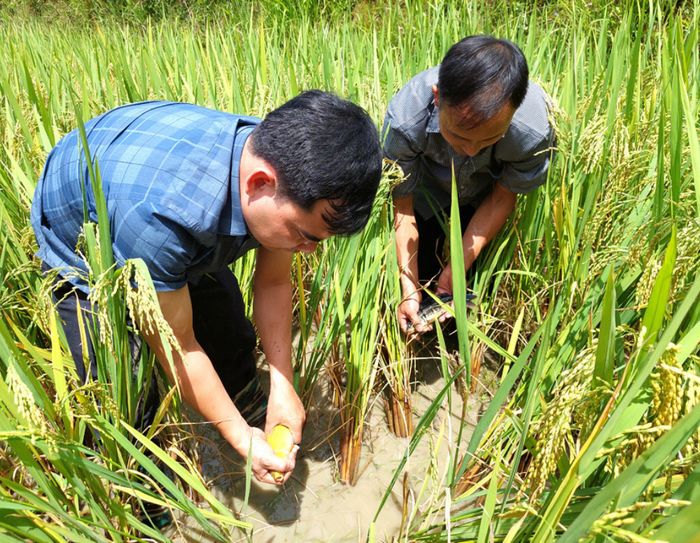 Đánh giá về Tả Sử Chóong - Hoàng Su Phì trong mùa lúa chín vàng 7