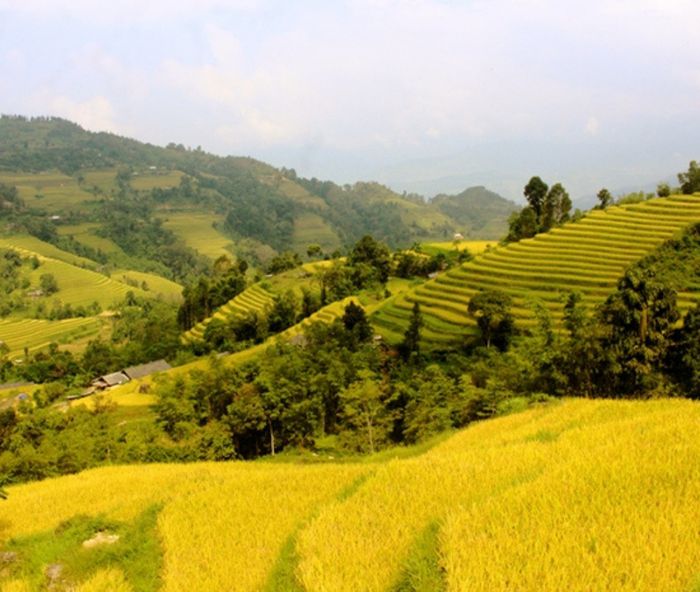 Đánh giá về Tả Sử Choóng - Hoàng Su Phì trong mùa lúa chín vàng 4
