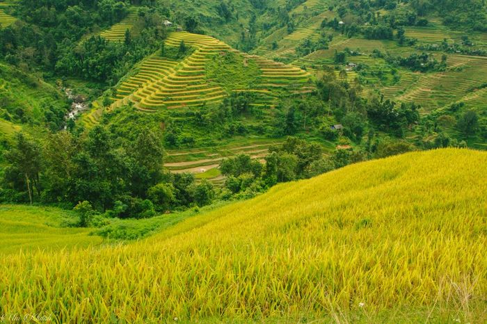 Đánh giá về Tả Sử Choóng - Hoàng Su Phì trong mùa lúa chín vàng 2