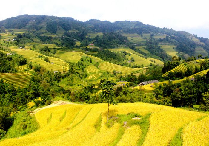 Đánh giá về Tả Sử Choóng - Hoàng Su Phì trong mùa lúa chín vàng 5