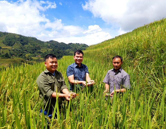 Đánh giá về Tả Sử Chóong - Hoàng Su Phì trong mùa lúa chín vàng 8