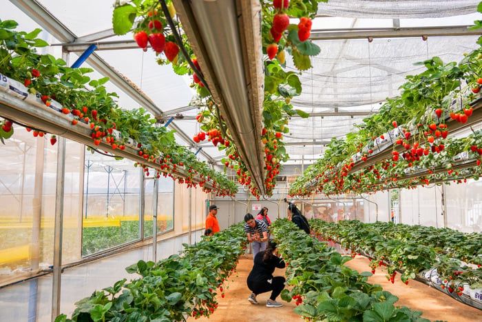 Bạn có định đi chơi vào ngày Giỗ Tổ Hùng Vương?