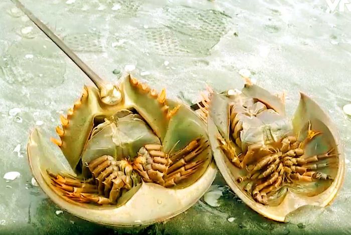 Khám phá Sam biển Hạ Long và thưởng thức những món ngon đặc sản không thể bỏ lỡ