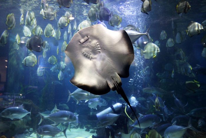 Công viên Yên Sở