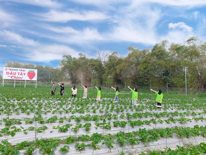 Thăm trang trại dâu tây Chimi Farm Hà Nội, điểm đến nổi tiếng nhất của thủ đô.