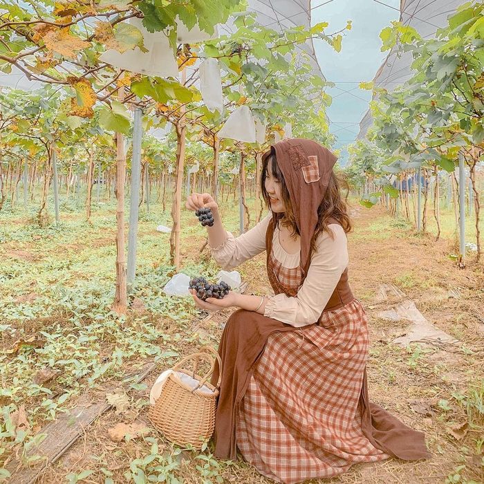 Thăm nông trại dâu tây Chimi Farm Hà Nội, điểm đến nổi tiếng nhất thủ đô