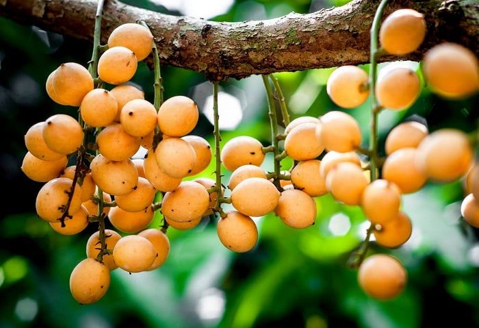 Cách làm bánh trung thu thập cẩm