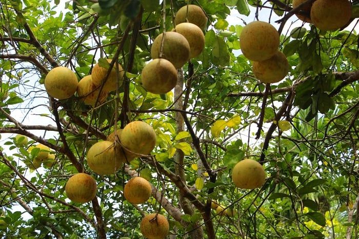 Những lựa chọn quà lưu niệm độc đáo từ Huế