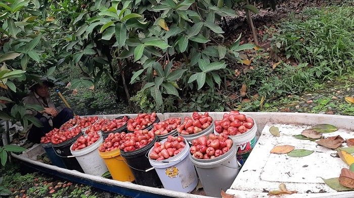 Khám phá vườn trái cây Cần Thơ