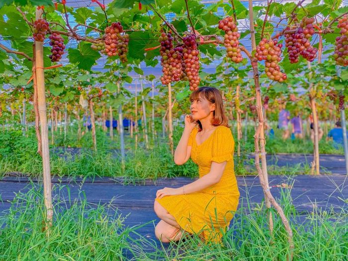 Thăm trang trại dâu tây Chimi Farm Hà Nội, điểm đến nổi tiếng nhất thủ đô.