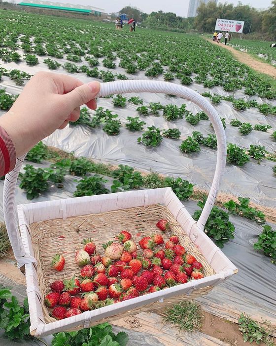 Khám phá trang trại dâu tây Chimi Farm Hà Nội, điểm đến nổi tiếng nhất thủ đô