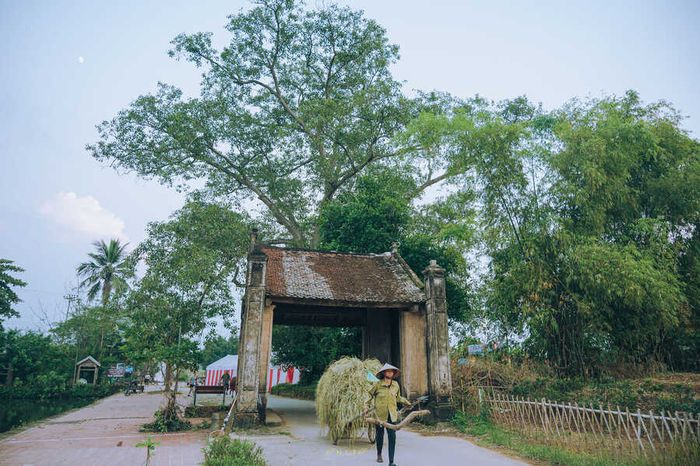 Mùa thu tại Làng cổ Đường Lâm mang lại cảm giác thư thái với cảnh đẹp của những cánh đồng lúa vàng