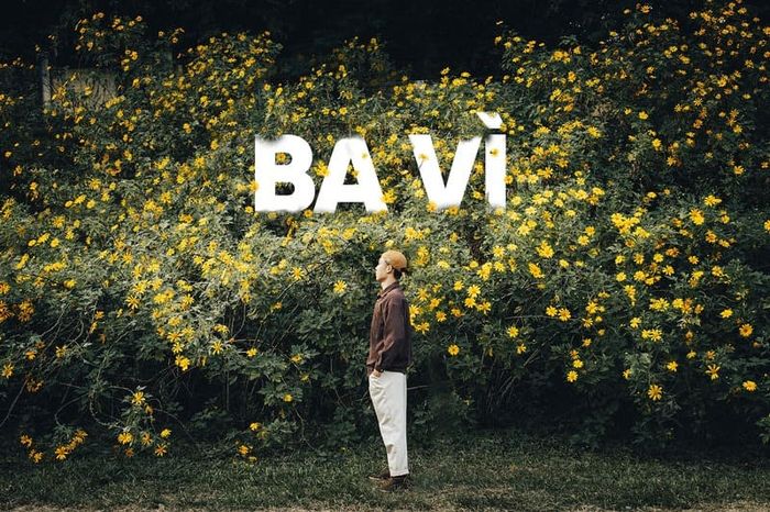 Dạo bước trong mùa hoa dã quỳ Ba Vì, người ta sẽ được chứng kiến vẻ đẹp lãng mạn và tinh tế của thiên nhiên.
