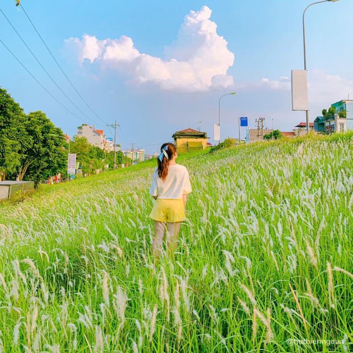 Hà Nội mùa cỏ lau mang lại cảm giác dịu dàng và thơ mộng đến tận cùng 4