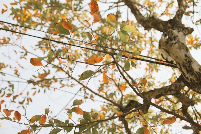 Mùa thu ở Hà Nội, vẻ đẹp dịu dàng như trong mơ cổ tích.