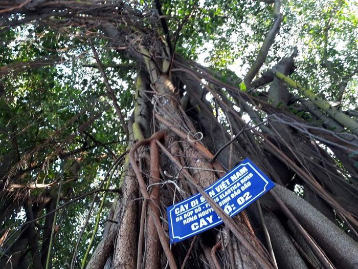 Hải đăng Đảo Hòn Dấu là nơi ghi dấu thời kỳ lịch sử hoàng kim của Hải Phòng