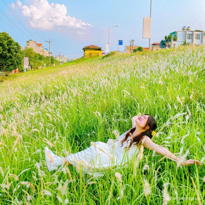 Hà Nội mùa cỏ lau mang lại cảm giác dịu dàng và thơ mộng đến tận cùng 3