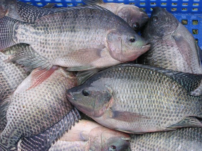 Hướng dẫn làm bún cá cay Hải Phòng chuẩn vị nhà làm, ai cũng say mê