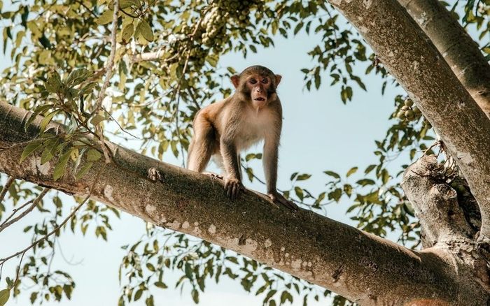 Kế hoạch du lịch Cát Bà 2 ngày 1 đêm tự túc chi tiết nhất 12