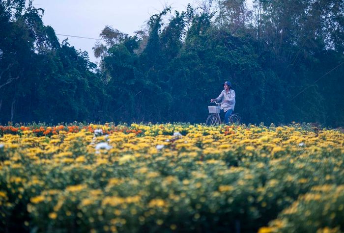 Làng hoa Phú Mậu – Sắc đẹp rực rỡ và lãng mạn ở Huế 11
