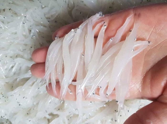 Cá quắm sông Đà không phải lúc nào cũng xuất hiện ở Hòa Bình 2