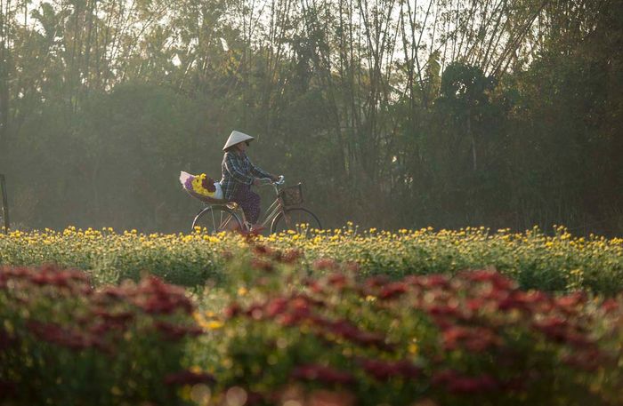 Làng hoa Phú Mậu – Vẻ đẹp rực rỡ và lãng mạn tại xứ Huế 10