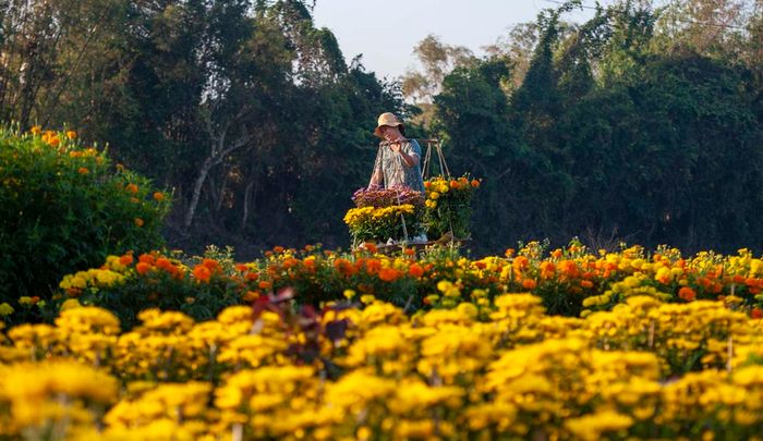 Làng hoa Phú Mậu – Vẻ đẹp rực rỡ và lãng mạn tại xứ Huế
