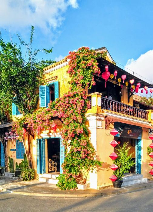 Những giàn hoa sử quân tử ở Hội An, đẹp rực rỡ và lãng mạn