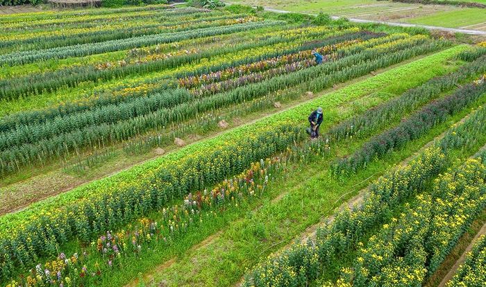 Làng hoa Phú Mậu – Vẻ đẹp rực rỡ và lãng mạn tại xứ Huế