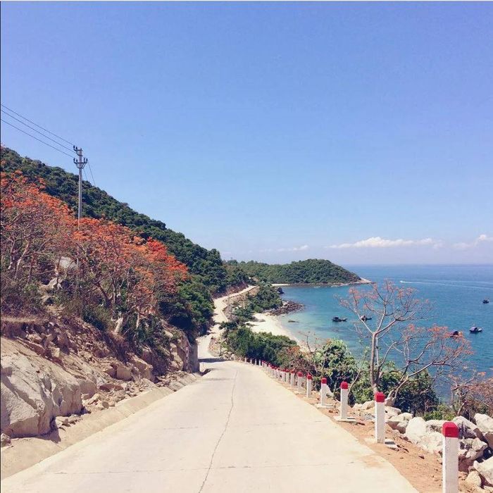 Vẻ đẹp thơ mộng của Cù Lao Chàm lộng lẫy giữa cảnh hoa ngô đồng nở rộ được Trần Hà Luận Thanh ghi lại trong loạt hình check-in 2