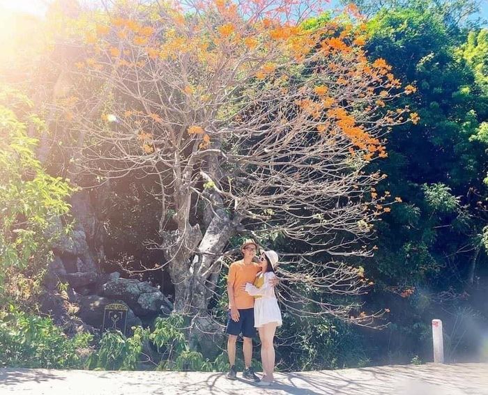 Nàng thơ Cù Lao Chàm xinh đẹp giữa bãi hoa ngô đồng trong loạt hình check-in của Trần Hà Luận Thanh 6