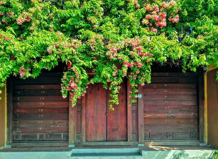 Những giàn hoa sử quân tử ở Hội An, đẹp rực rỡ và lãng mạn