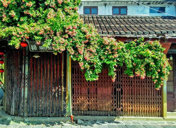 Những giàn hoa sử quân tử ở Hội An, đẹp rực rỡ và lãng mạn