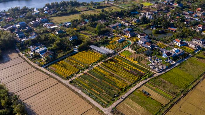 Làng hoa Phú Mậu – Sắc hoa rực rỡ và lãng mạn ở xứ Huế