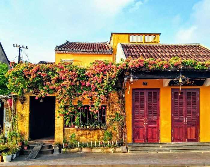 Những giàn hoa sử quân tử ở Hội An, đẹp rực rỡ và lãng mạn