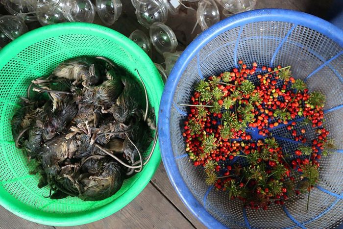 Chuột Ngọc Linh - món ăn đãi khách quý của người Xơ Đăng