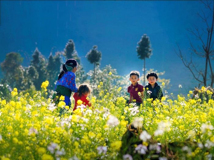 Khám phá 7 mùa hoa đẹp ở Mộc Châu, đánh thức lòng người say mê