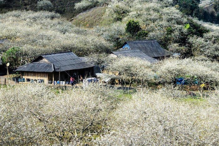 Thung Lũng Mận Nà Ka - Vùng đất hoa mận đẹp như thiên cảnh 2