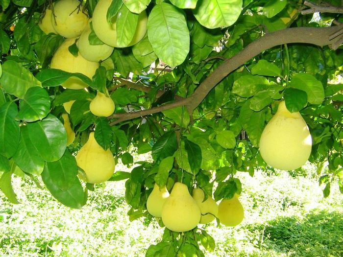 Hãy đến thưởng thức ngay vị ngọt thanh, hương thơm của bưởi thanh trà ở Huế 3