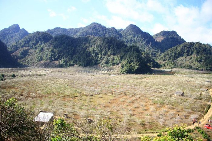 Thung Lũng Mận Nà Ka - Vùng đất hoa mận đẹp như tiên cảnh 4