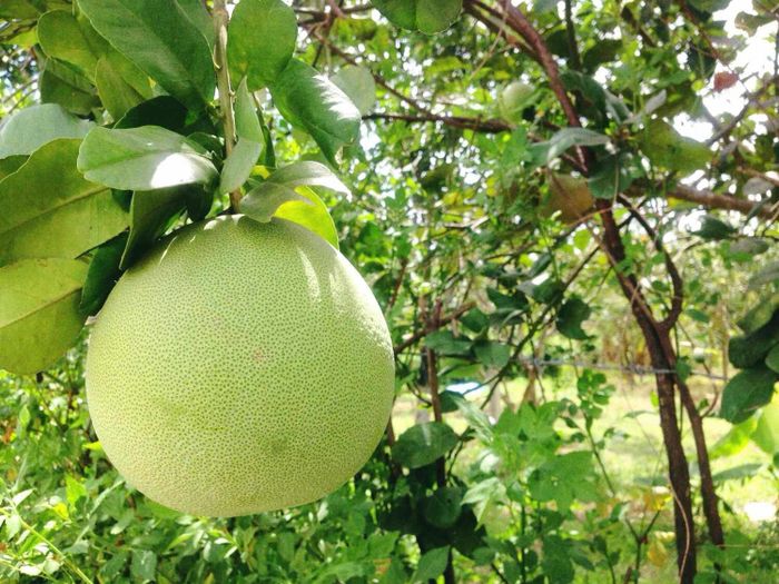 Hãy đến và thưởng thức ngay vị ngọt thanh, hương thơm của bưởi thanh trà tại Huế 2