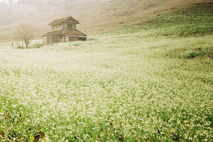 Khám phá những mùa hoa tuyệt vời ở Mộc Châu khiến lòng người xiết bao