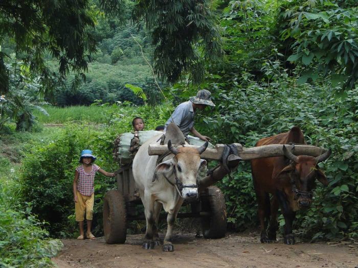 Làng Kon Kơtu, vẻ đẹp văn hóa giữa đại ngàn Kon Tum 4