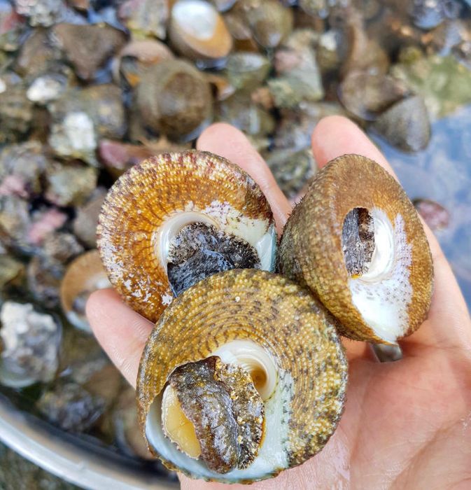 Bí quyết khám phá Hòn Nghệ, viên ngọc quý giữa Kiên Giang 5