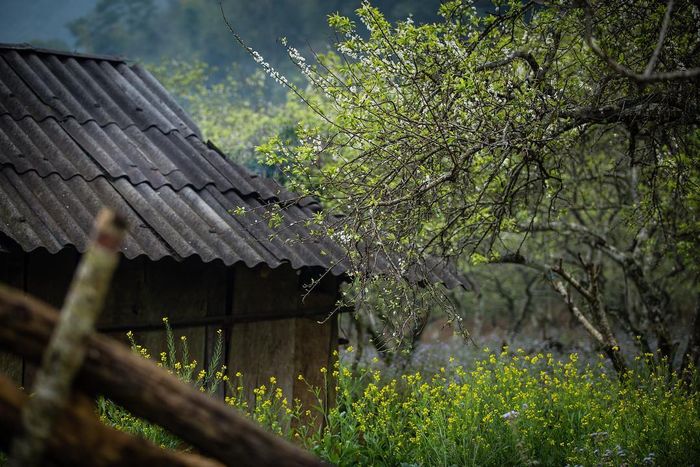 Pa Phách - Điểm nhấn dịu dàng trên cao nguyên Mộc Châu 6