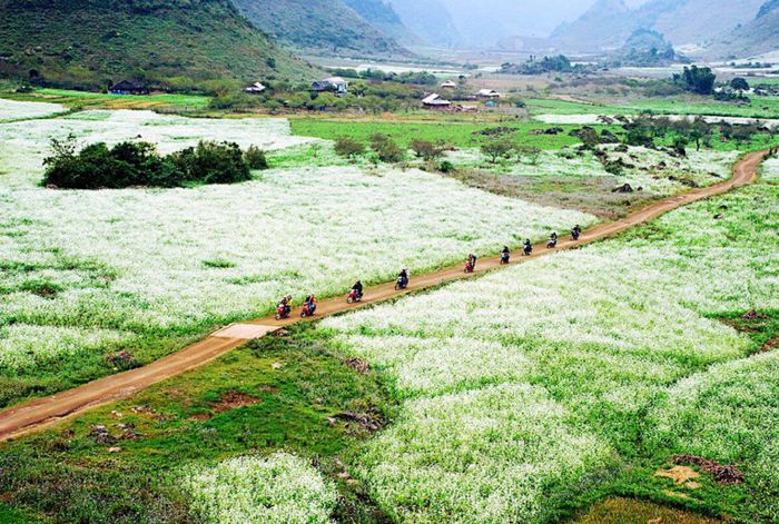 Cánh đồng cải Mộc Châu – Nồng nàn với vẻ trắng tinh khôi mỗi mùa hoa cải
