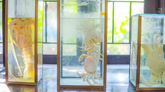 Khám phá Cù lao Chàm Hội An - Khu dự trữ sinh quyển xanh mướt của thế giới 8